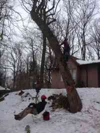 Removal of hazardous White Oak tree.